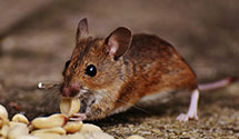 24 Hour & Emergency Exterminators in Wisconsin Dells, WI